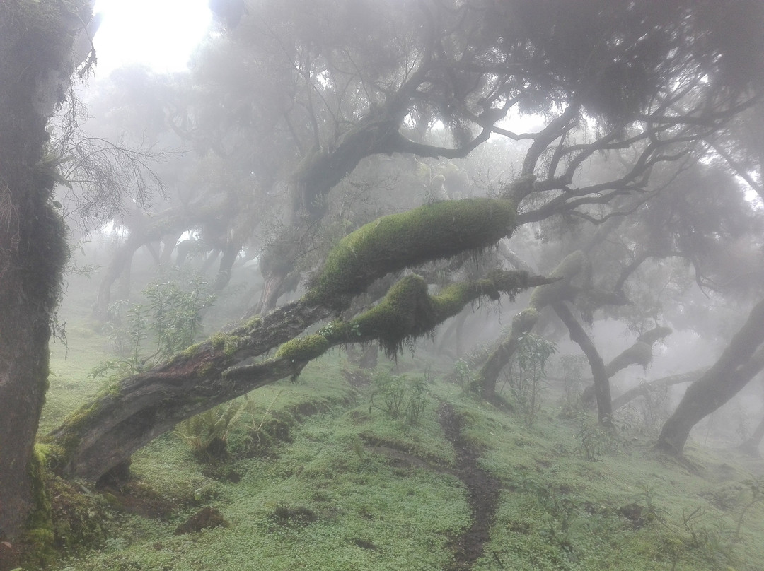 Bale Mountains Outstanding Tours-亚的斯亚贝巴必去景点