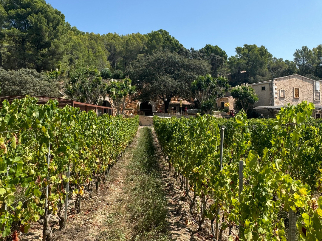 Bodega Terra Ión景点图片
