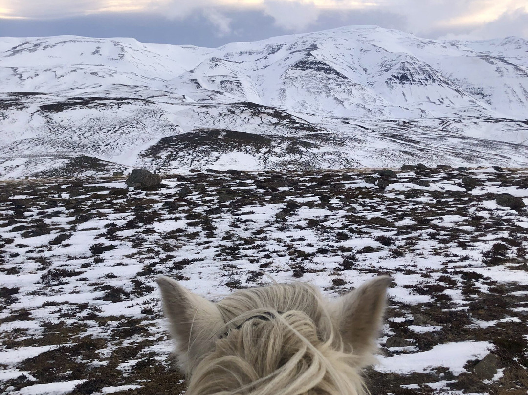 Polar Hestar-阿克雷里必去景点