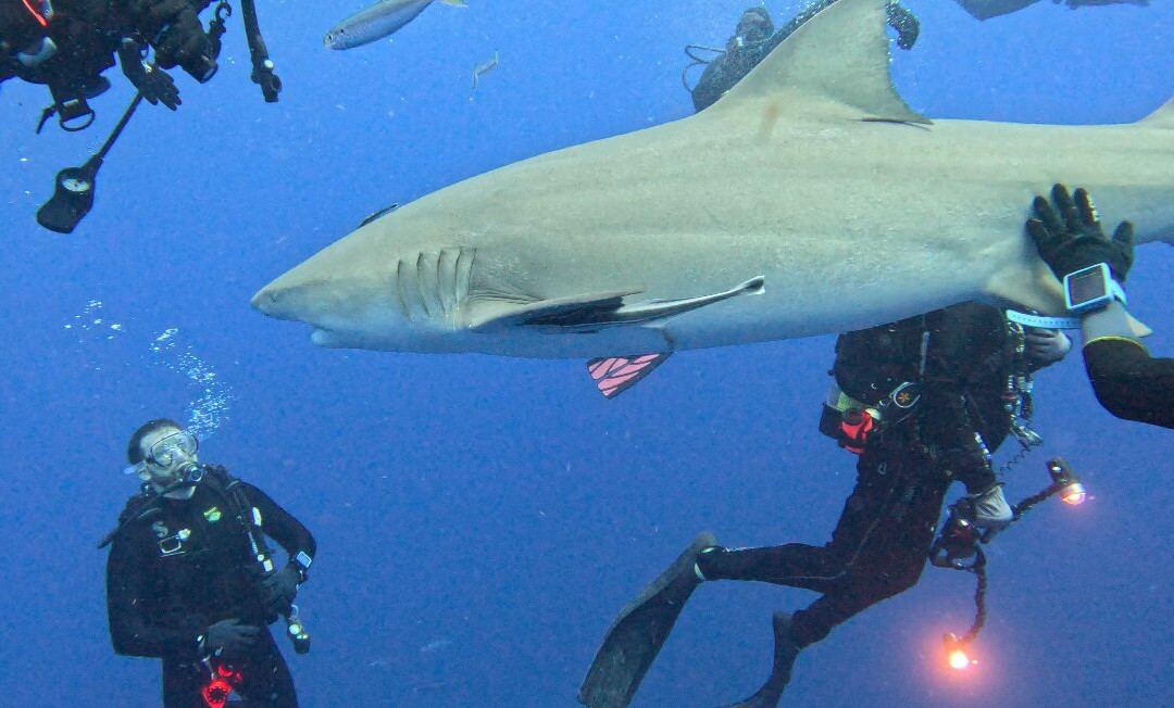 Jupiter Scuba-朱庇特必去景点