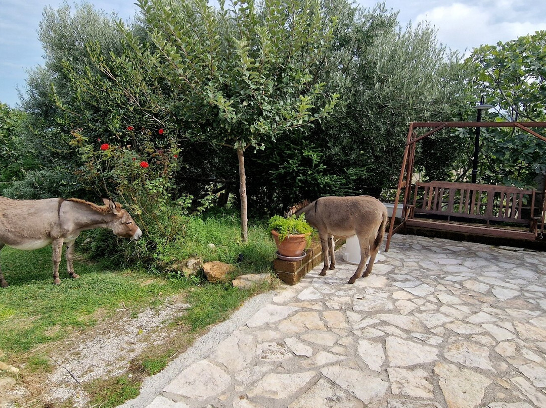 Agriturismo La Quarta主图