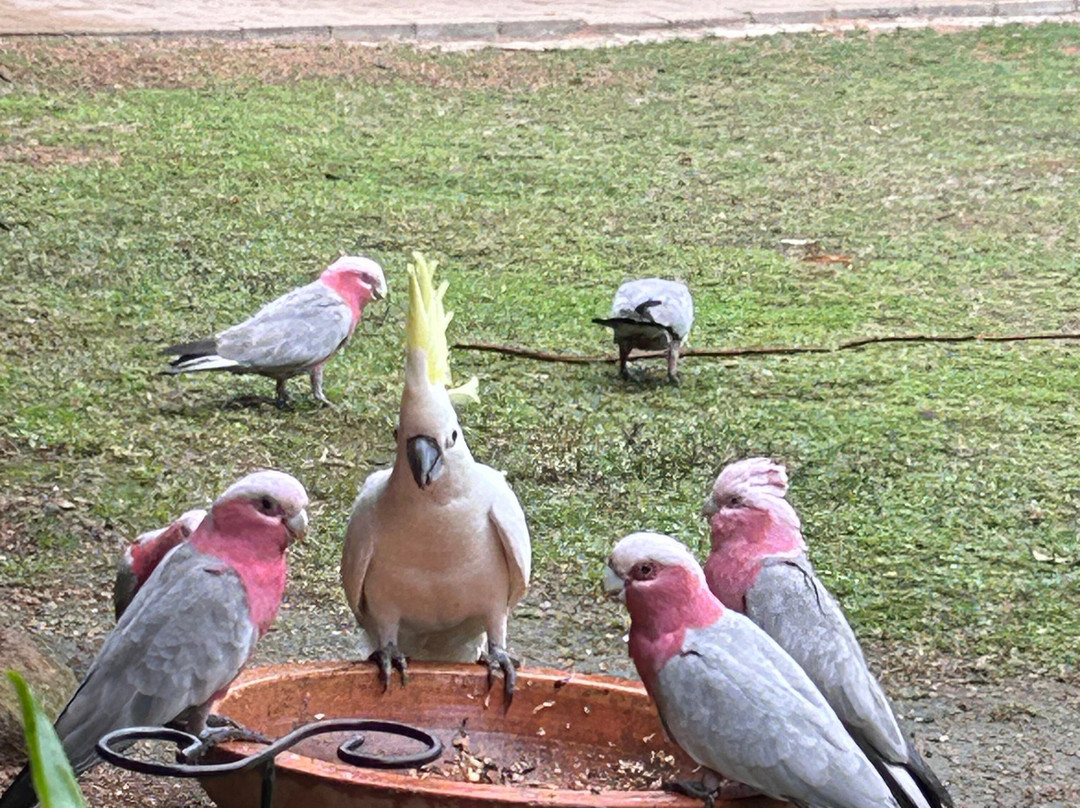 Magnetic Island Bed & Breakfast主图