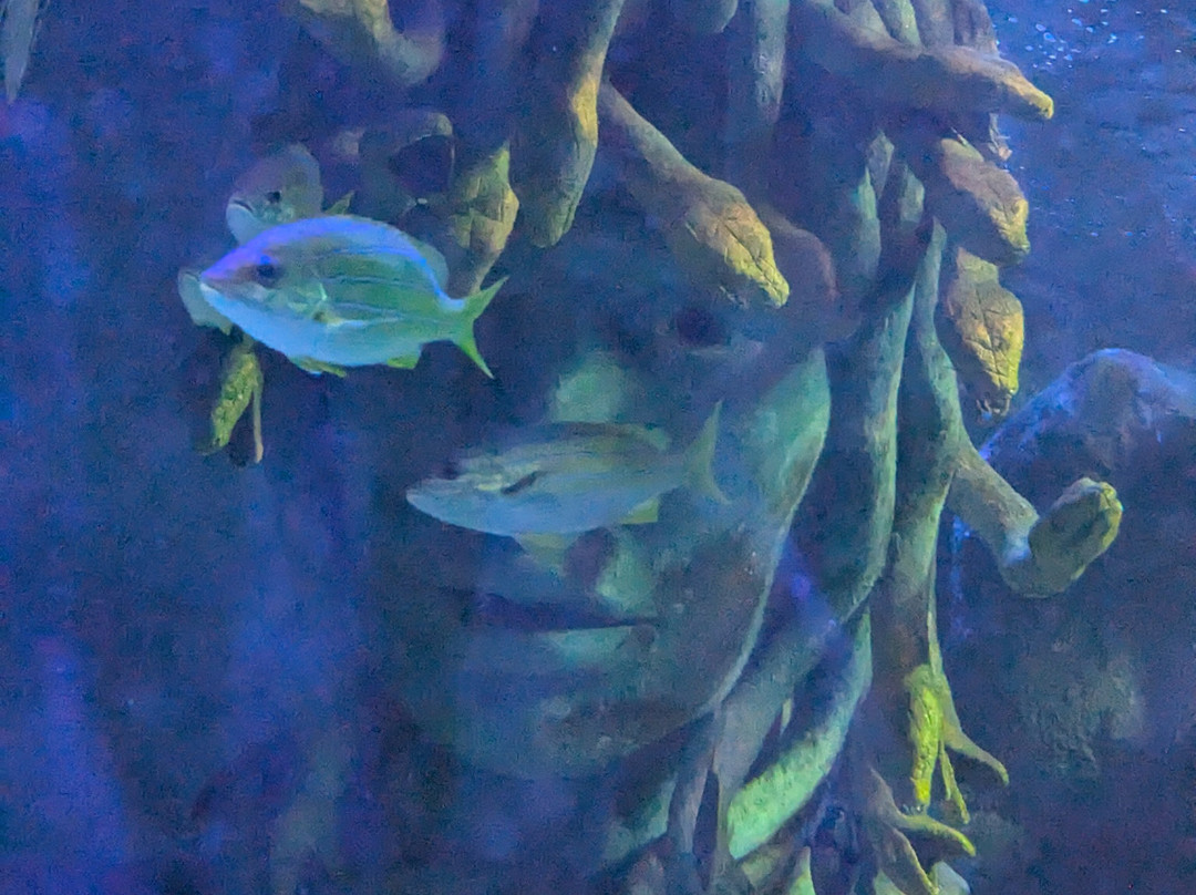 Sea Life Centre Great Yarmouth景点图片
