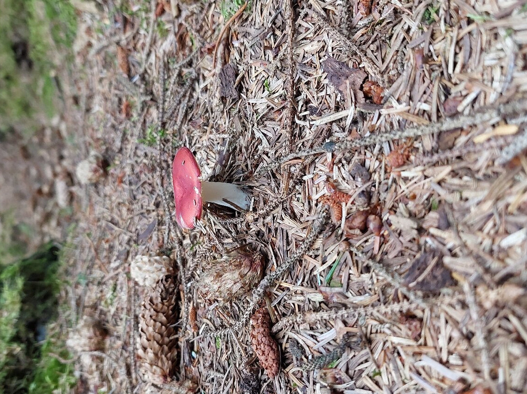Klosterheden Plantage-累姆维必去景点