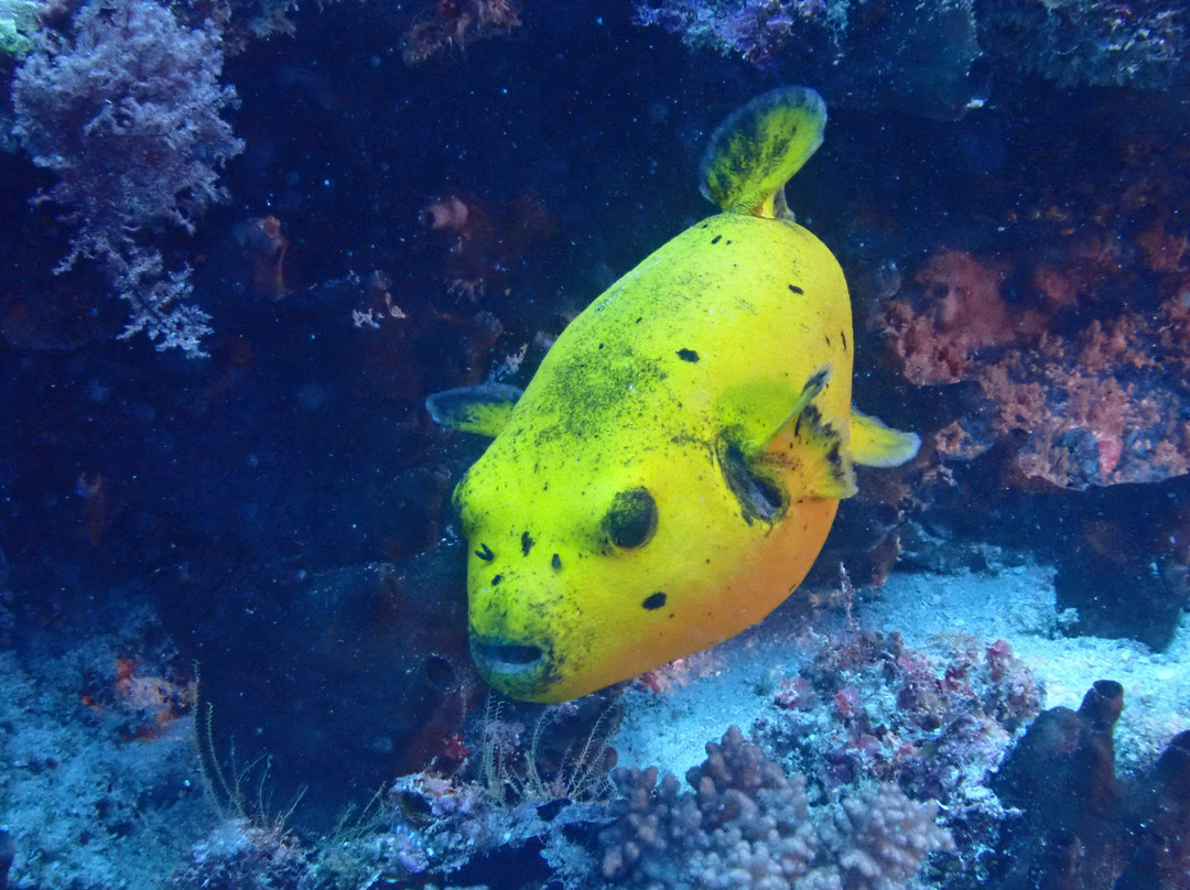 Pole Pole Divers Diving Center-江比阿尼必去景点