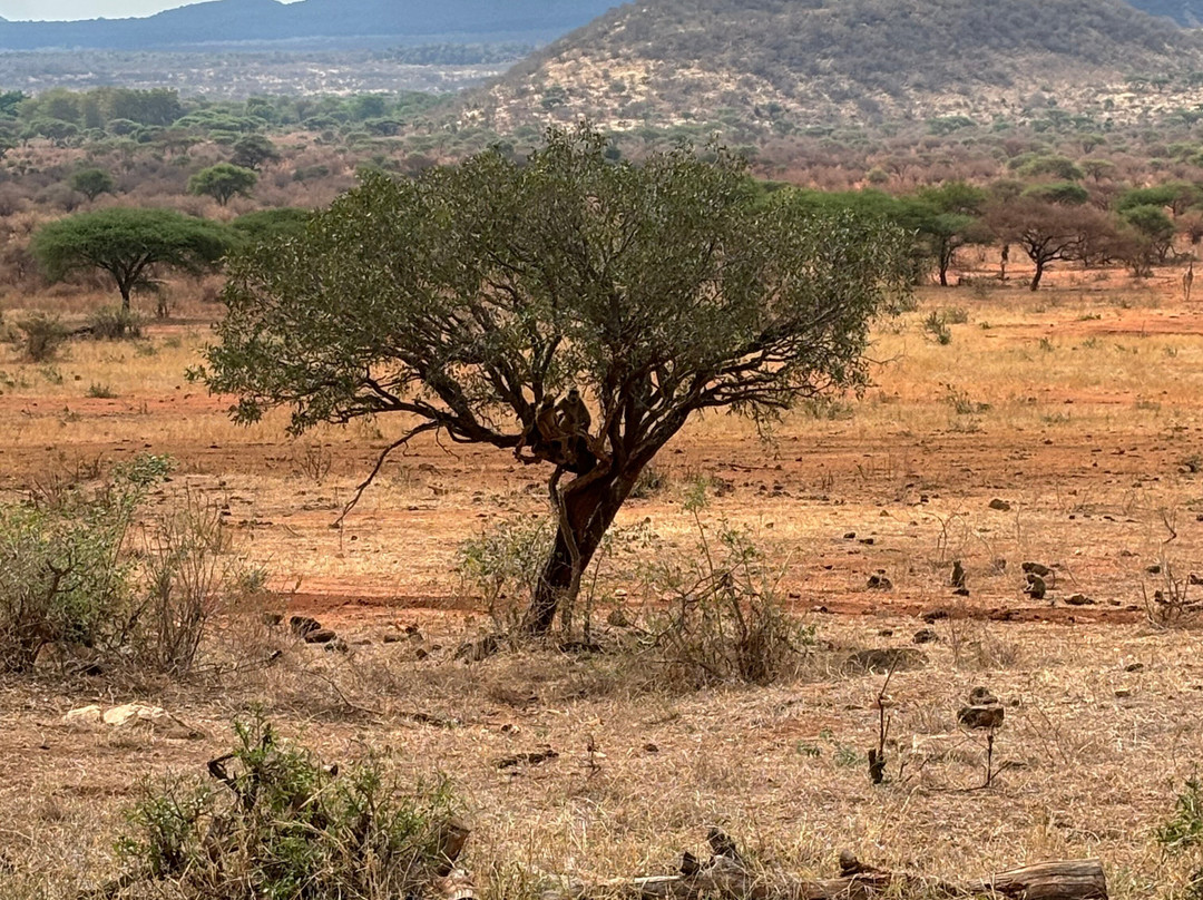 基拉库尼赛雷那野生动物园旅馆主图
