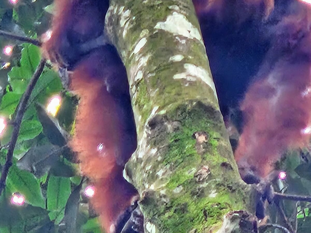 Wisma Leuser Sibayak主图