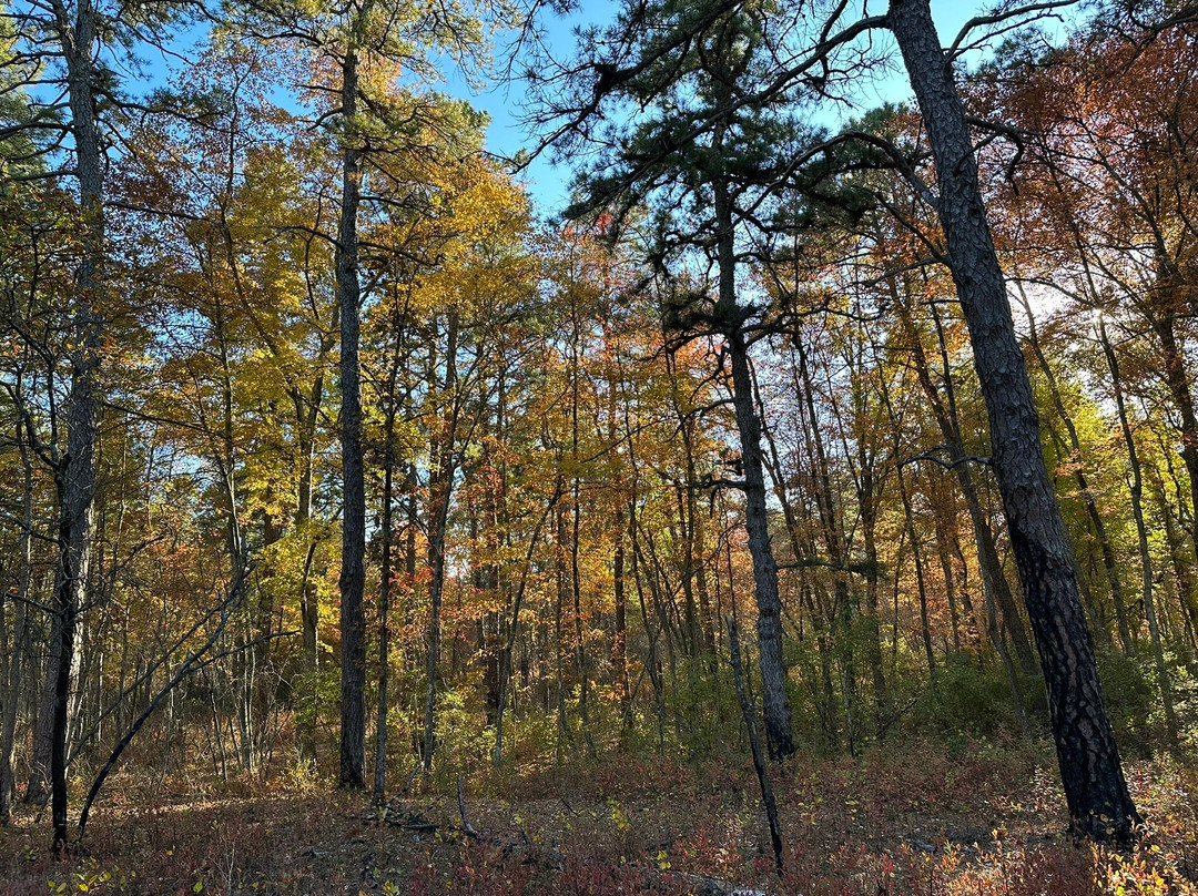 Wharton State Forest景点图片