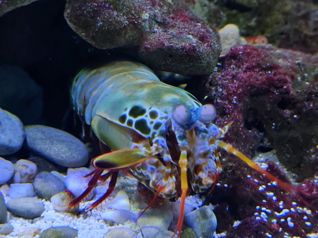 Sevastopol Aquarium-塞瓦斯托波尔必去景点
