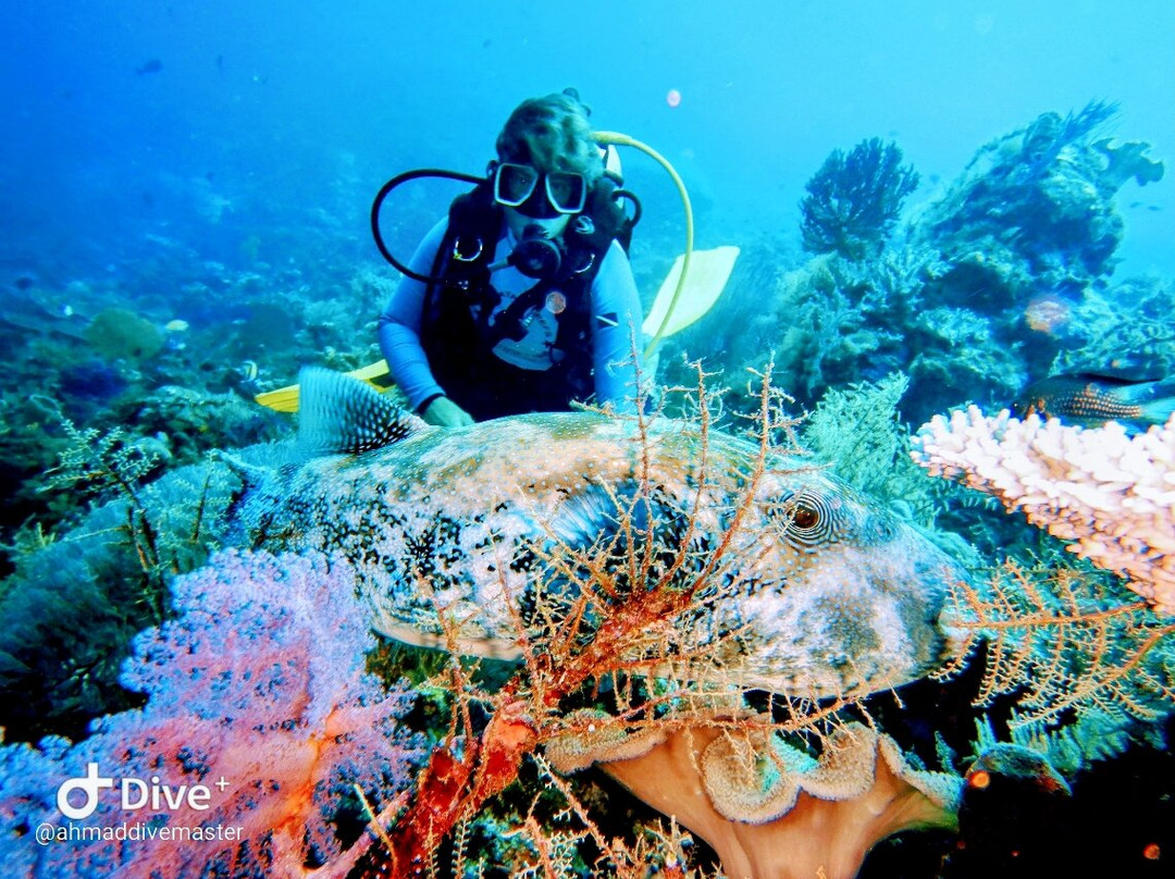 Wakatobi Marine Dive景点图片
