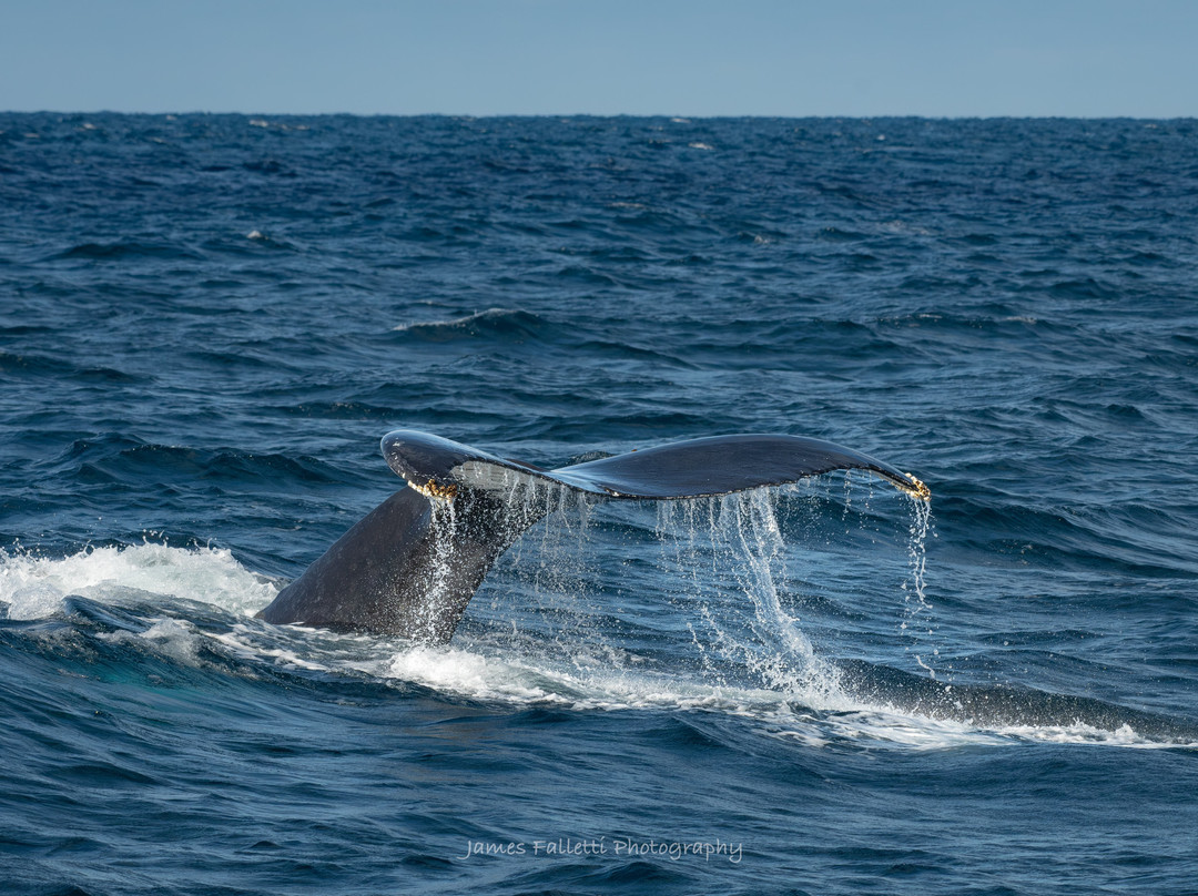Jersey Shore Whale Watch景点图片