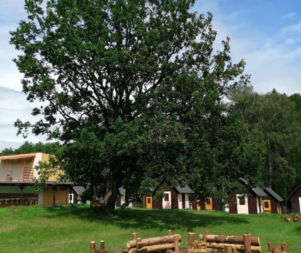 Sport Camp Levinsky kocour