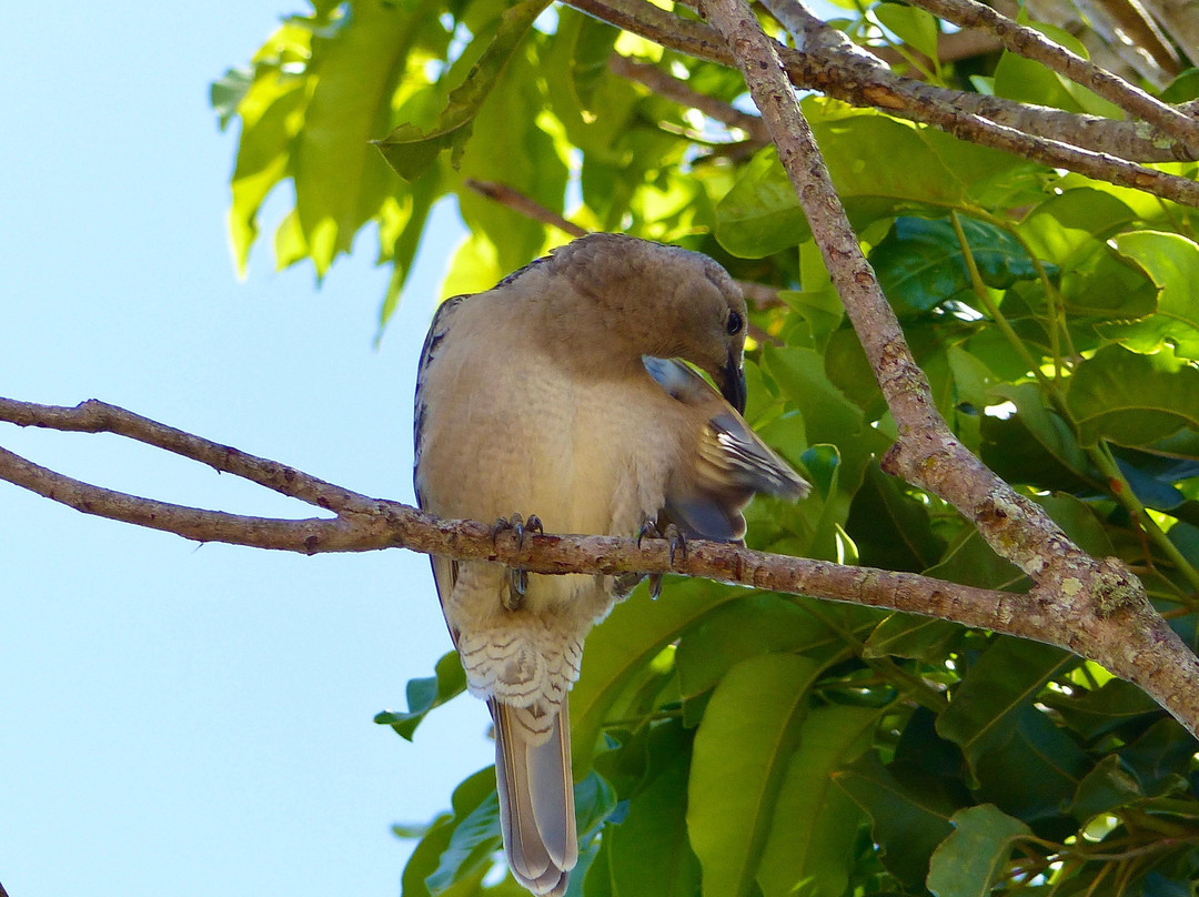 Eyes on Wildlife- 阿瑟顿必去景点