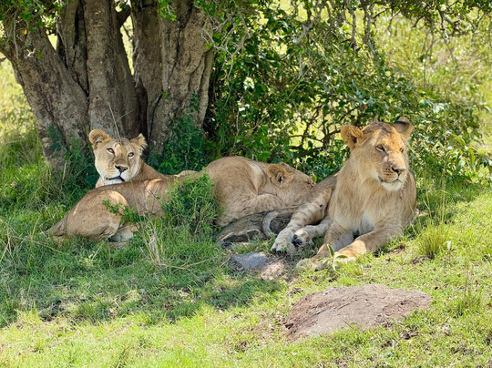 Natural World Kenya Safaris - Mombasa-蒙巴萨必去景点