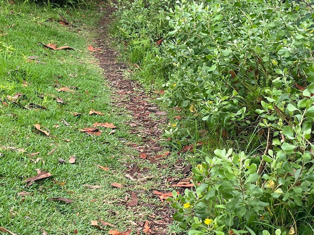 Wangi Circuit Walking Track景点图片