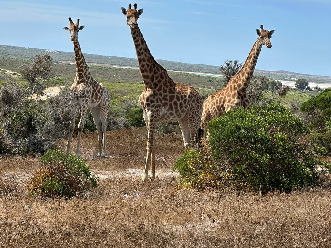 West Coast Private Game Reserve-Yzerfontein必去景点