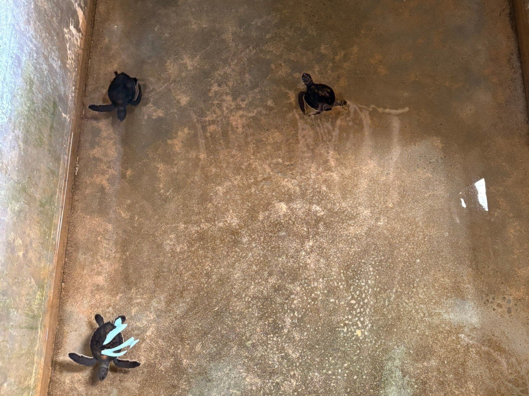 Sea Turtle Conservation Project (Koggala)景点图片