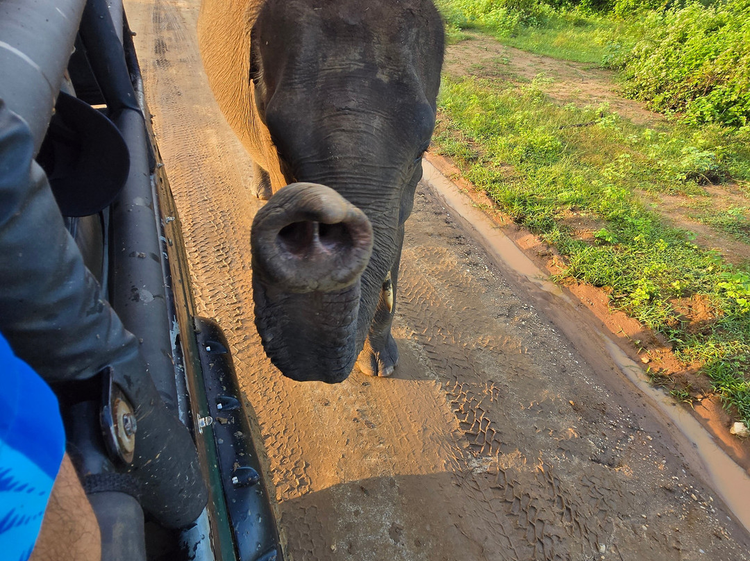Yala Tiger Safari Sri Lanka-蒂瑟默哈拉默必去景点