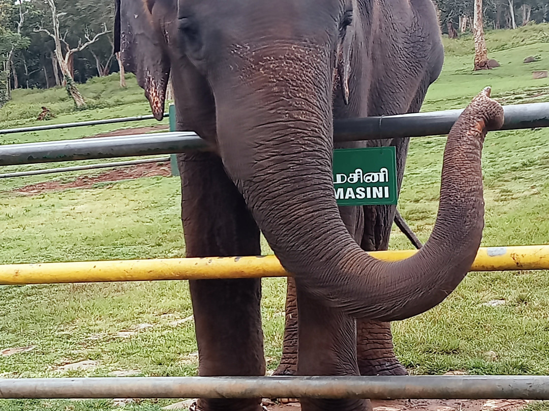 Theppakadu Elephant Camp景点图片