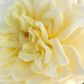celineb142