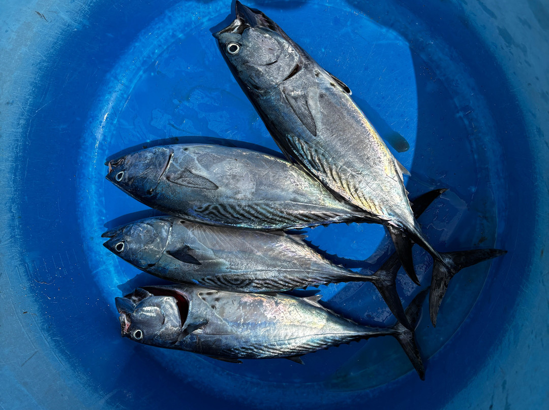 Mirissa Deep Fishing Tours景点图片