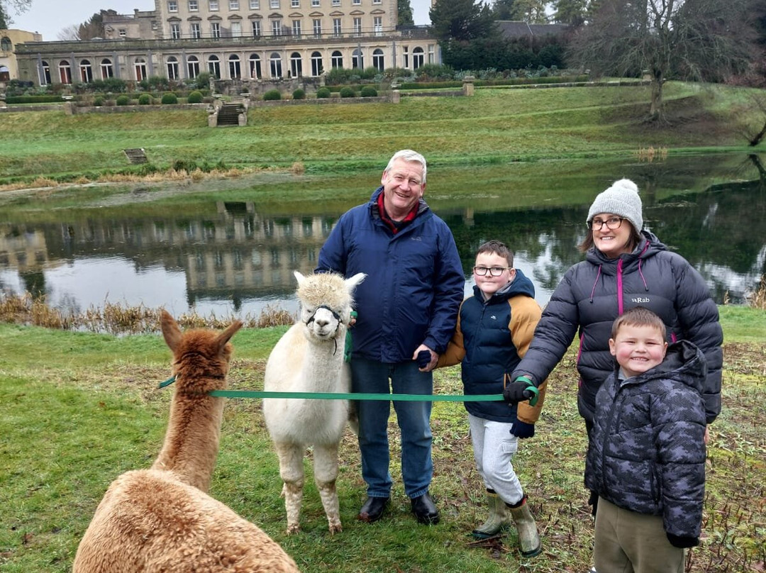 Cotswold Alpacas-切尔滕纳姆必去景点