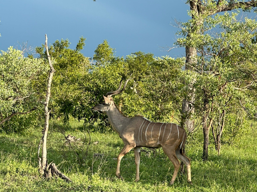 Sabi Sand Nature Reserve-沙比必去景点