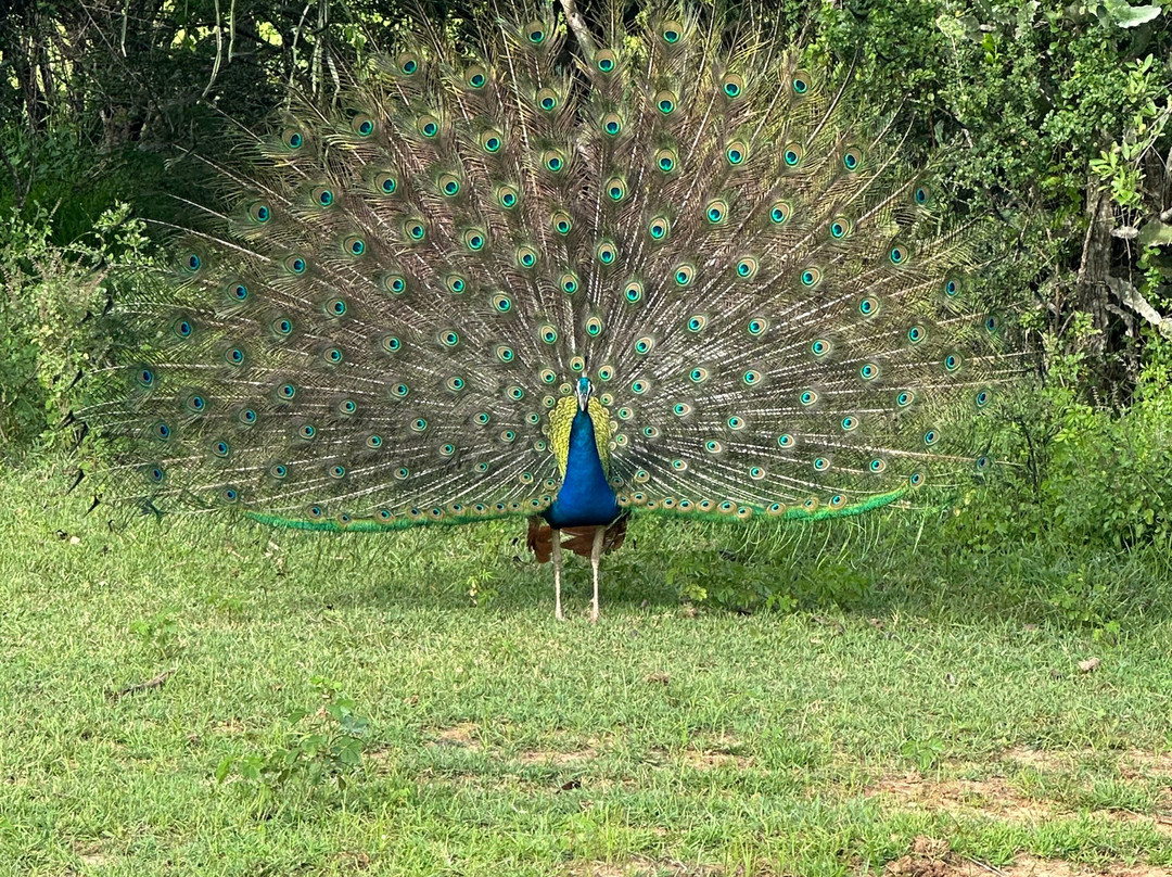 Yala national park景点图片