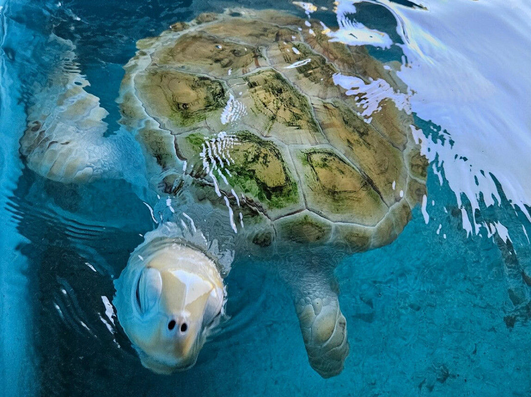 黑卡杜瓦海龟孵化场-希克杜沃必去景点