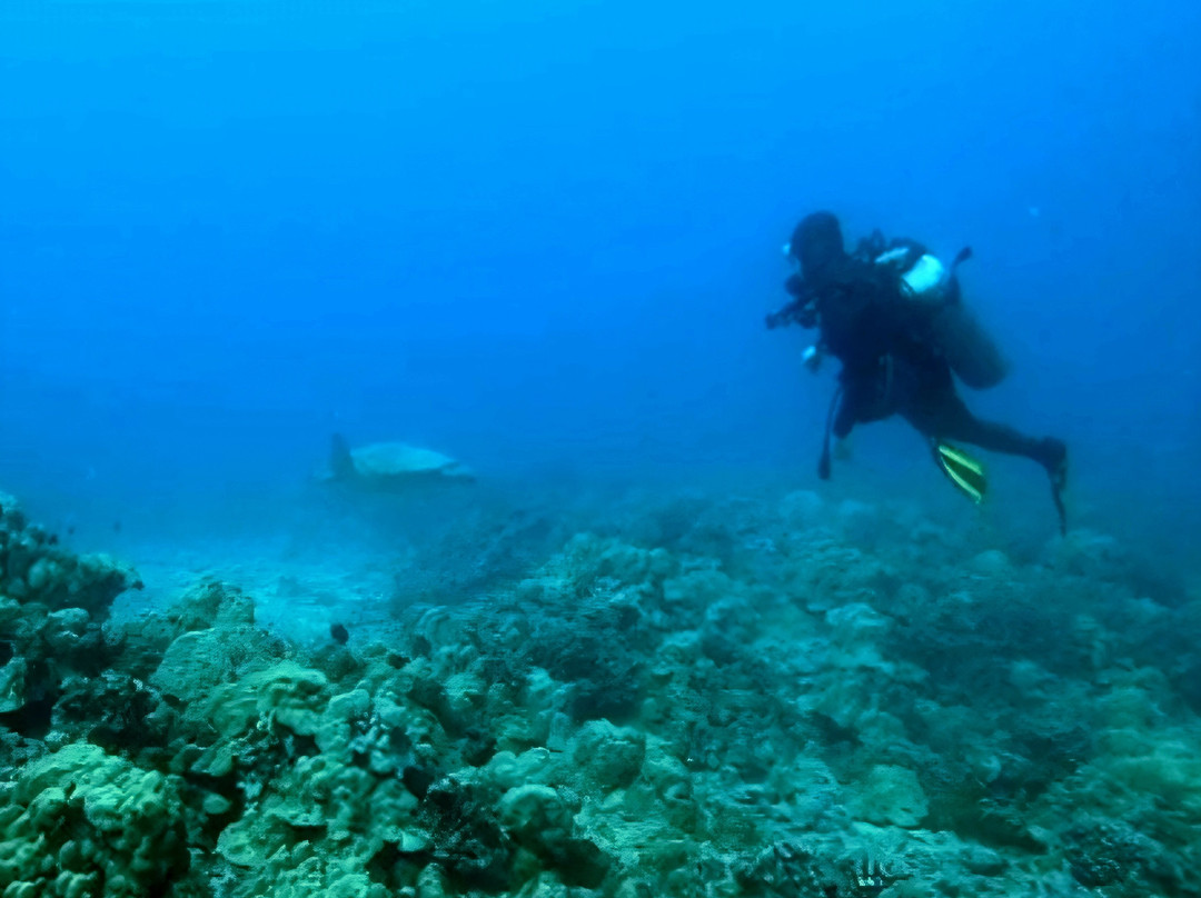 深层生态学-哈雷瓦必去景点