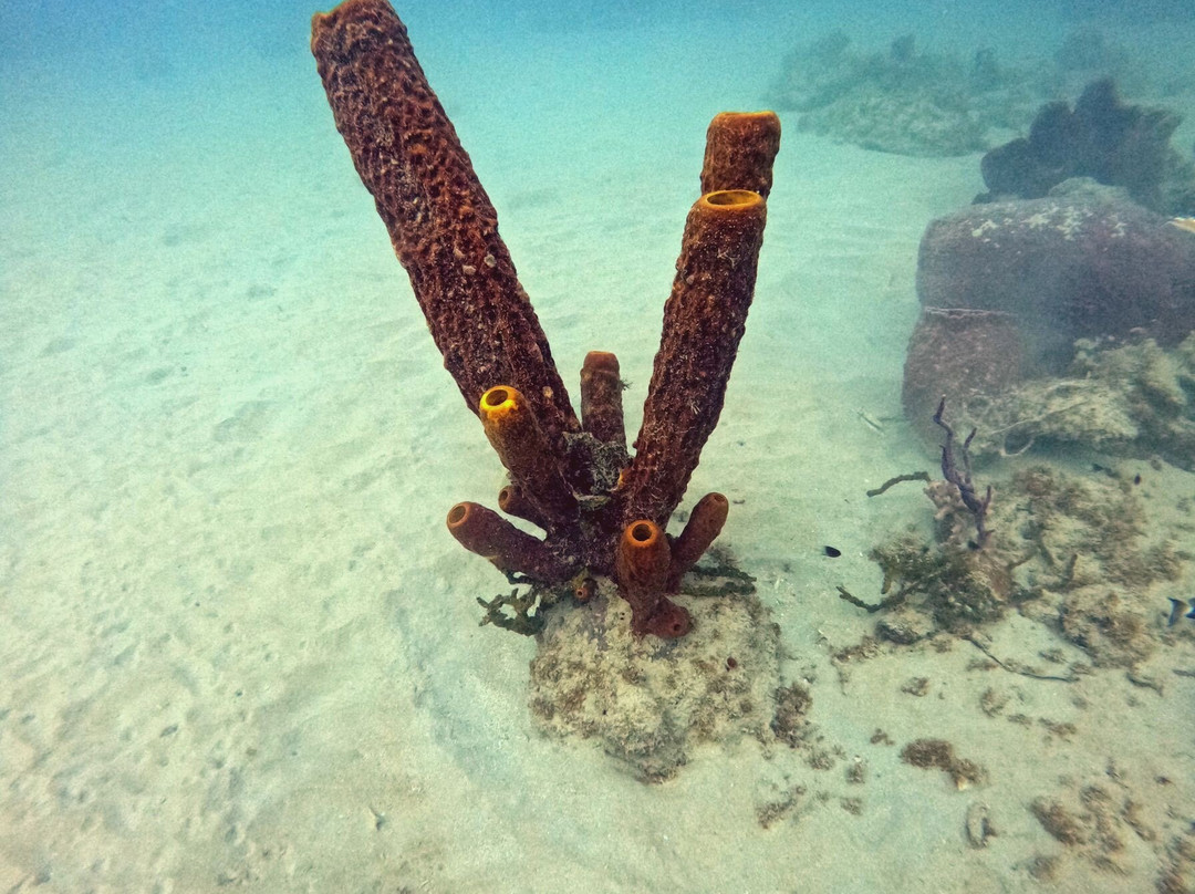 Barbado Scuba-Saint Lucy Parish必去景点