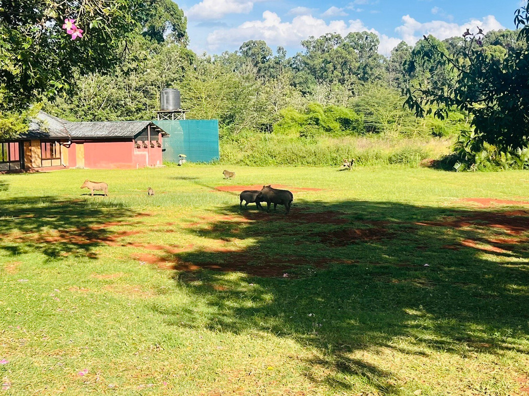 Bomas of Kenya-内罗毕必去景点
