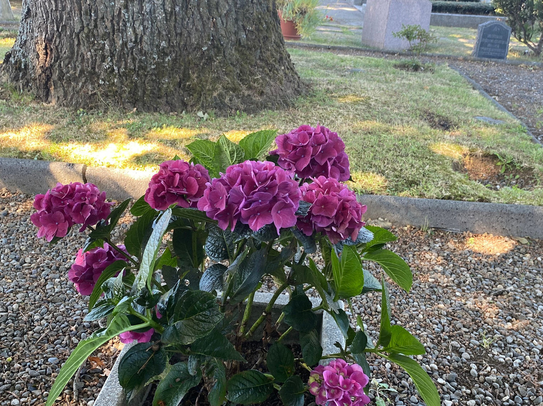 Cementerio Aleman-瓦尔迪维亚必去景点