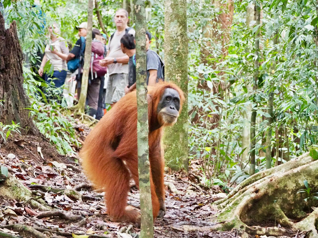 Jungle Immersion Bukit Lawang