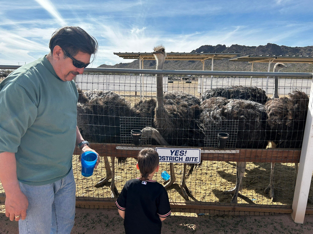 Rooster Cogburn Ostrich Ranch-Picacho必去景点