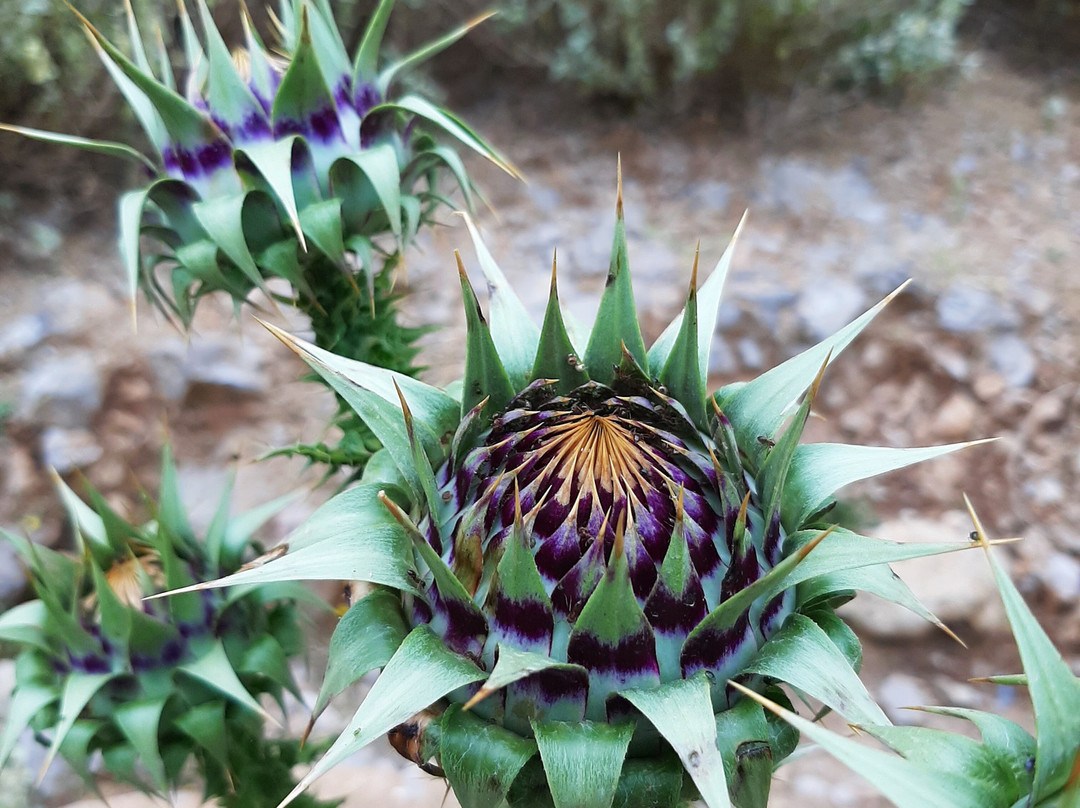 Deliana Gorge-Deliana必去景点