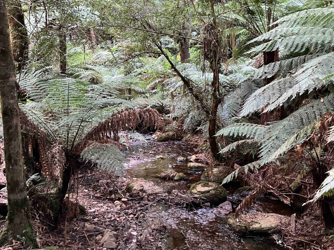 Wirrawilla Rainforest Walk景点图片