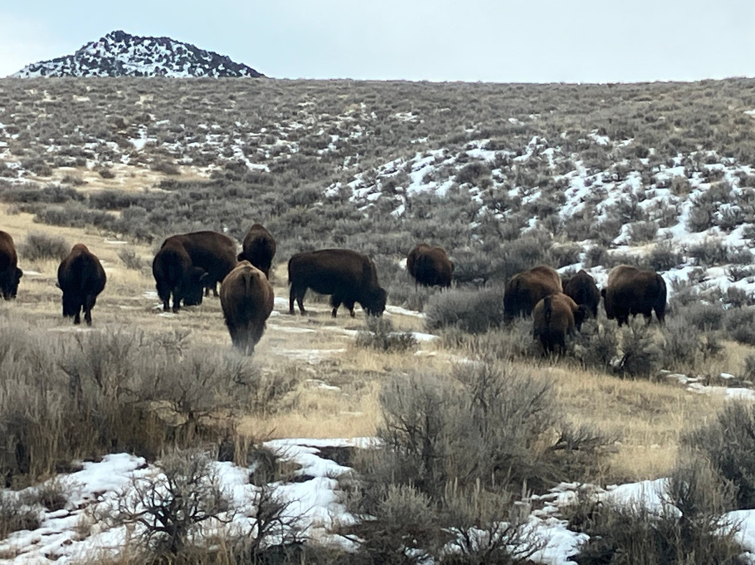 Paintbrush Inn主图