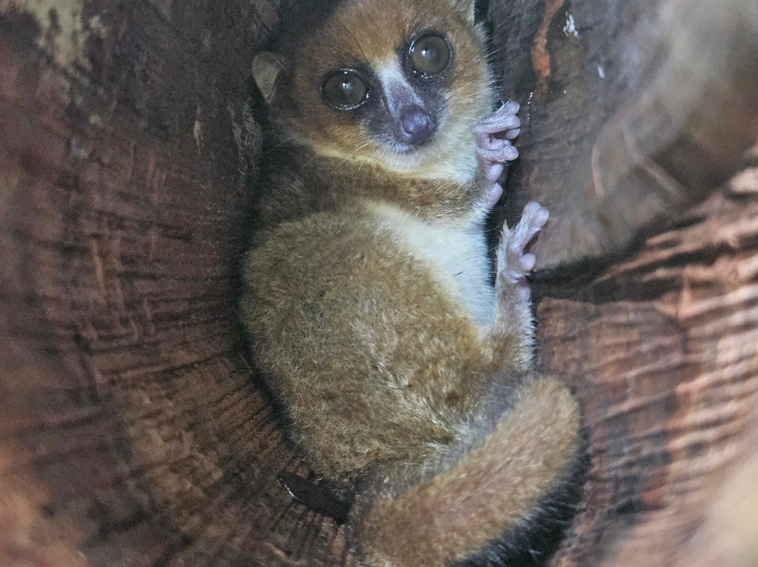 Dodi's Lemur Tours景点图片