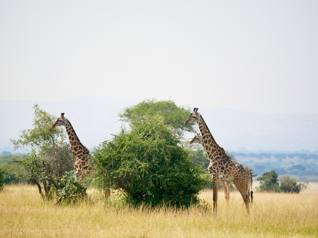 Priva Safaris and Adventures-姆万扎必去景点