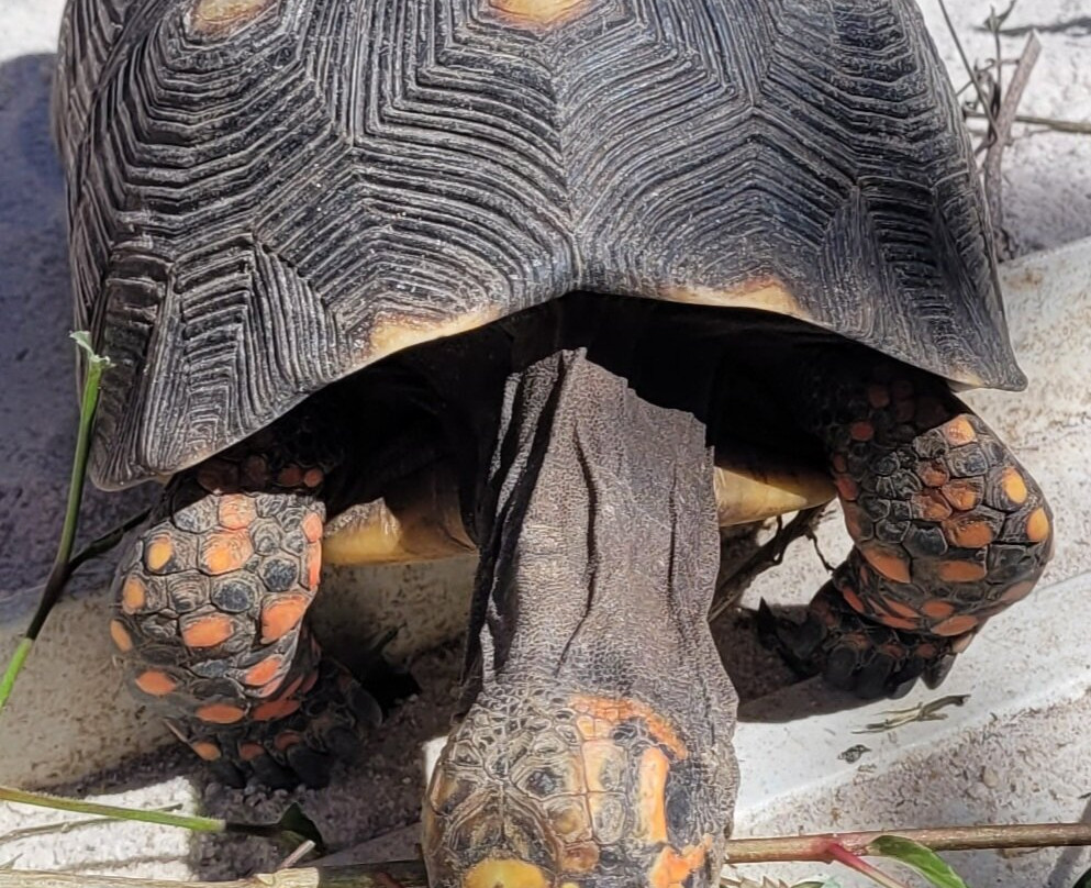 J.R. O'Neal Botanical Gardens-Road Town必去景点