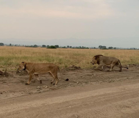 Taffies Safaris-坎帕拉必去景点