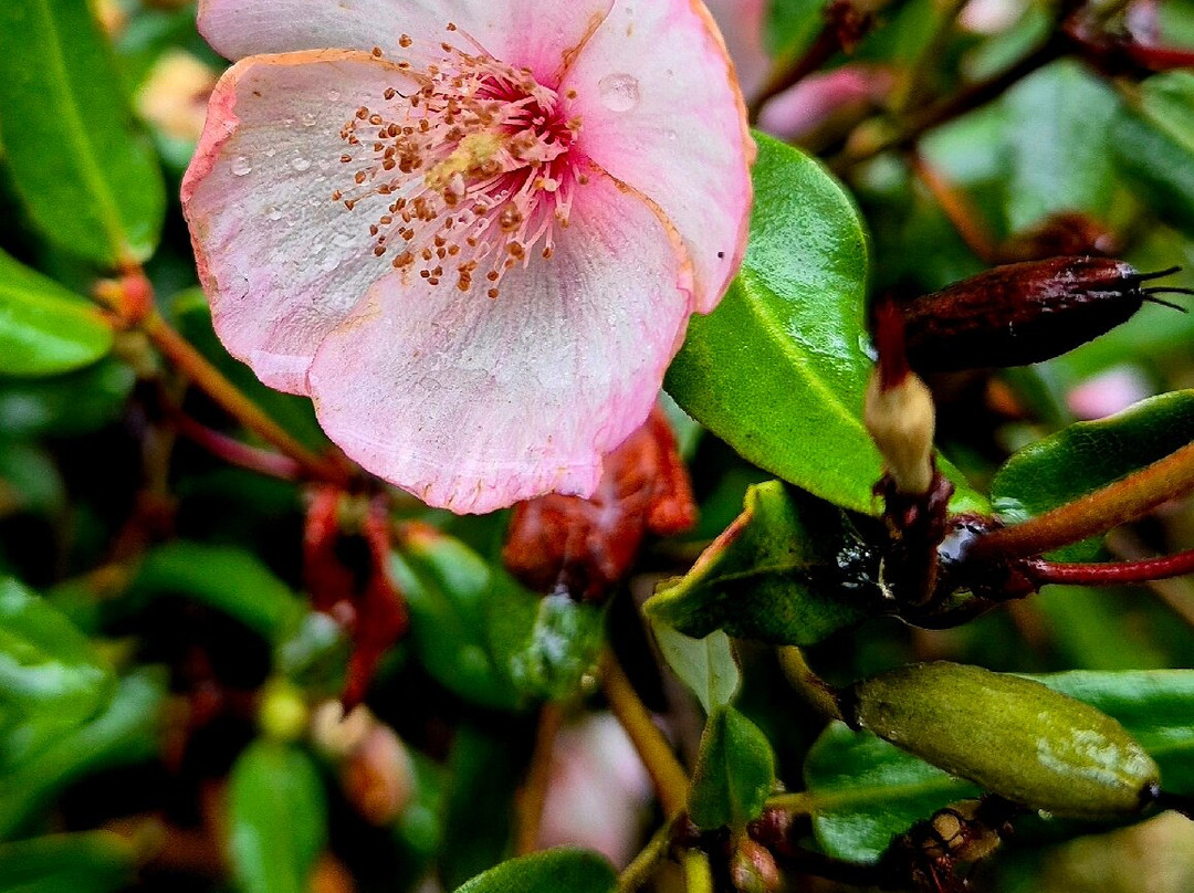 Kaydale Lodge Gardens-Devonport必去景点