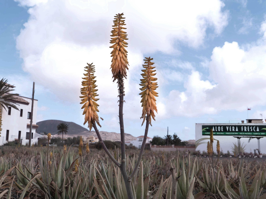 Aloe Vera museum-拉奥利瓦必去景点