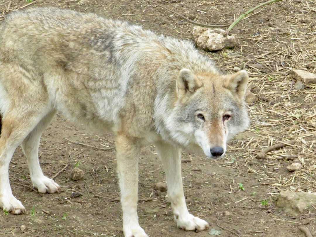 Wolves Of Wiltshire景点图片