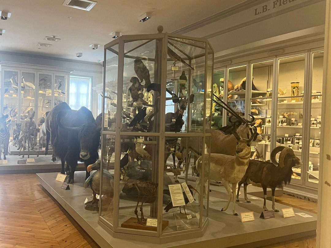 Museum d'histoire naturelle de La Rochelle景点图片