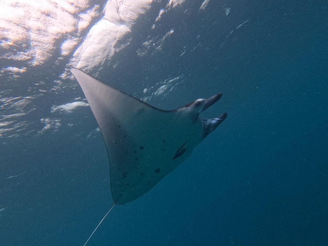 Manta Point-科莫多必去景点