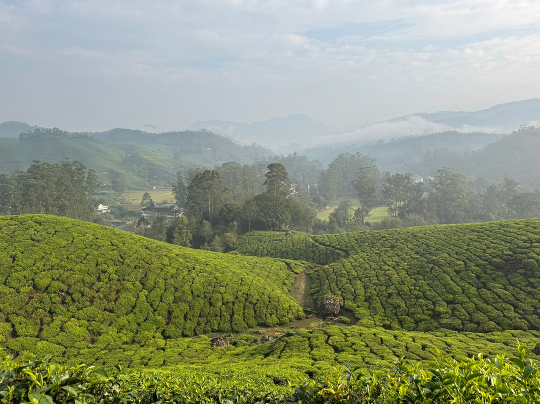 Munnar Nature Trekking Adventures景点图片