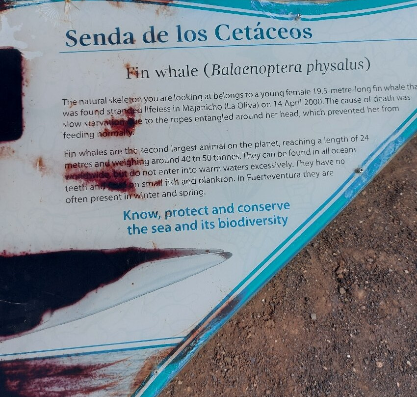 Museo de Las Salinas del Carmen景点图片