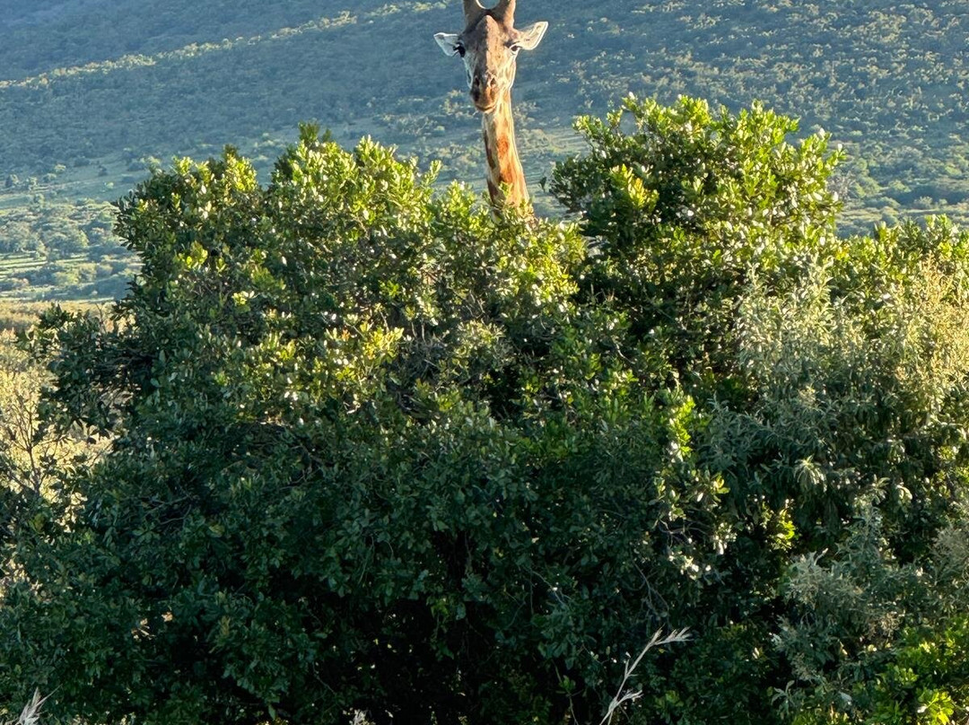 Kwanga Safaris景点图片